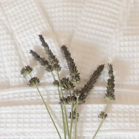 Calme Mani Tatil Evi *