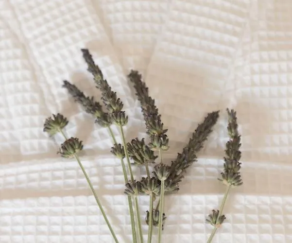 Calme Mani Casa de Férias *